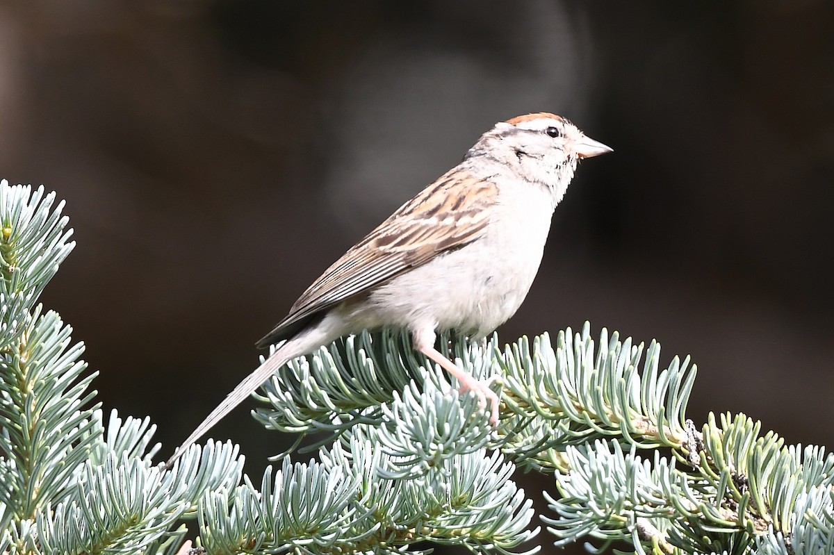 Chipping Sparrow - ML473088751