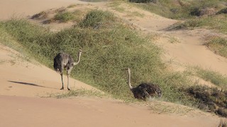 Common Ostrich, ML473090611