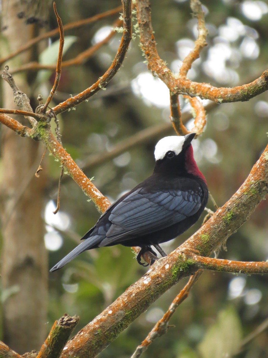 White-capped Tanager - ML473092411