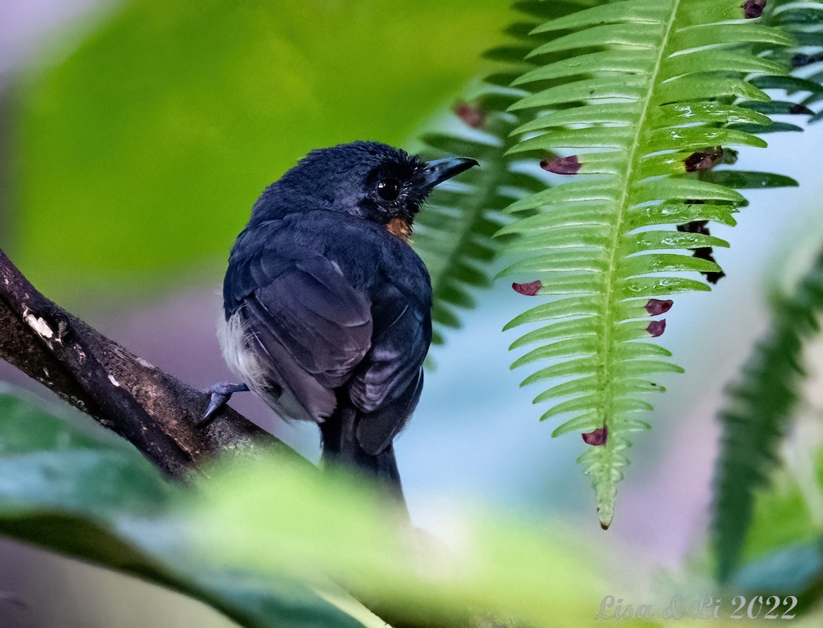 Spectacled Monarch (Halmahera) - ML473093221