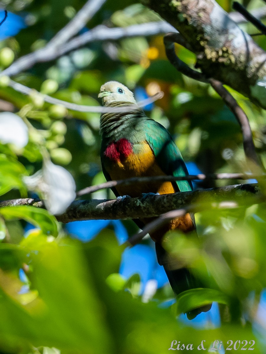 Scarlet-breasted Fruit-Dove - ML473093651