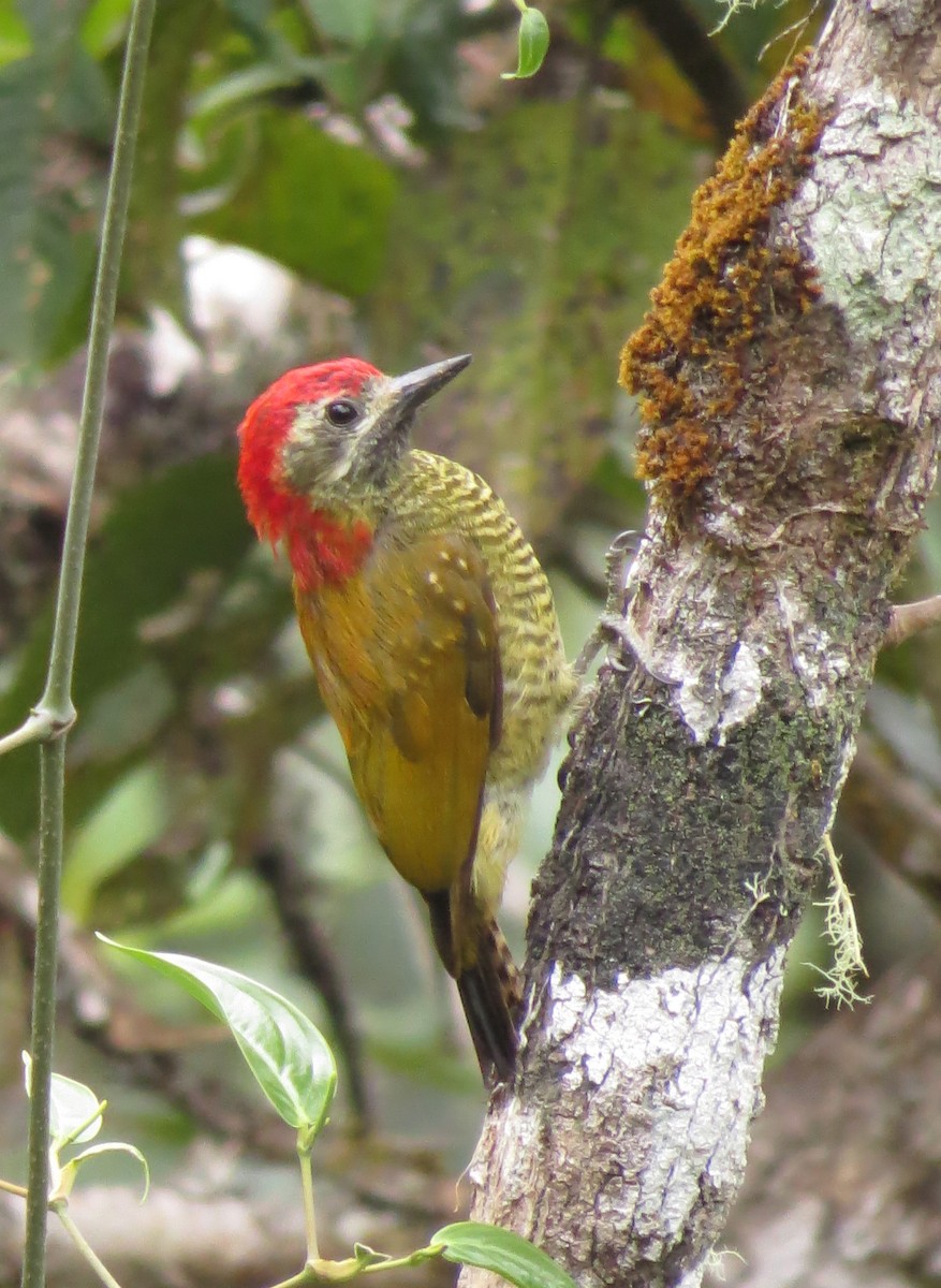 Yellow-vented Woodpecker - Johnnier Arango 🇨🇴 theandeanbirder.com