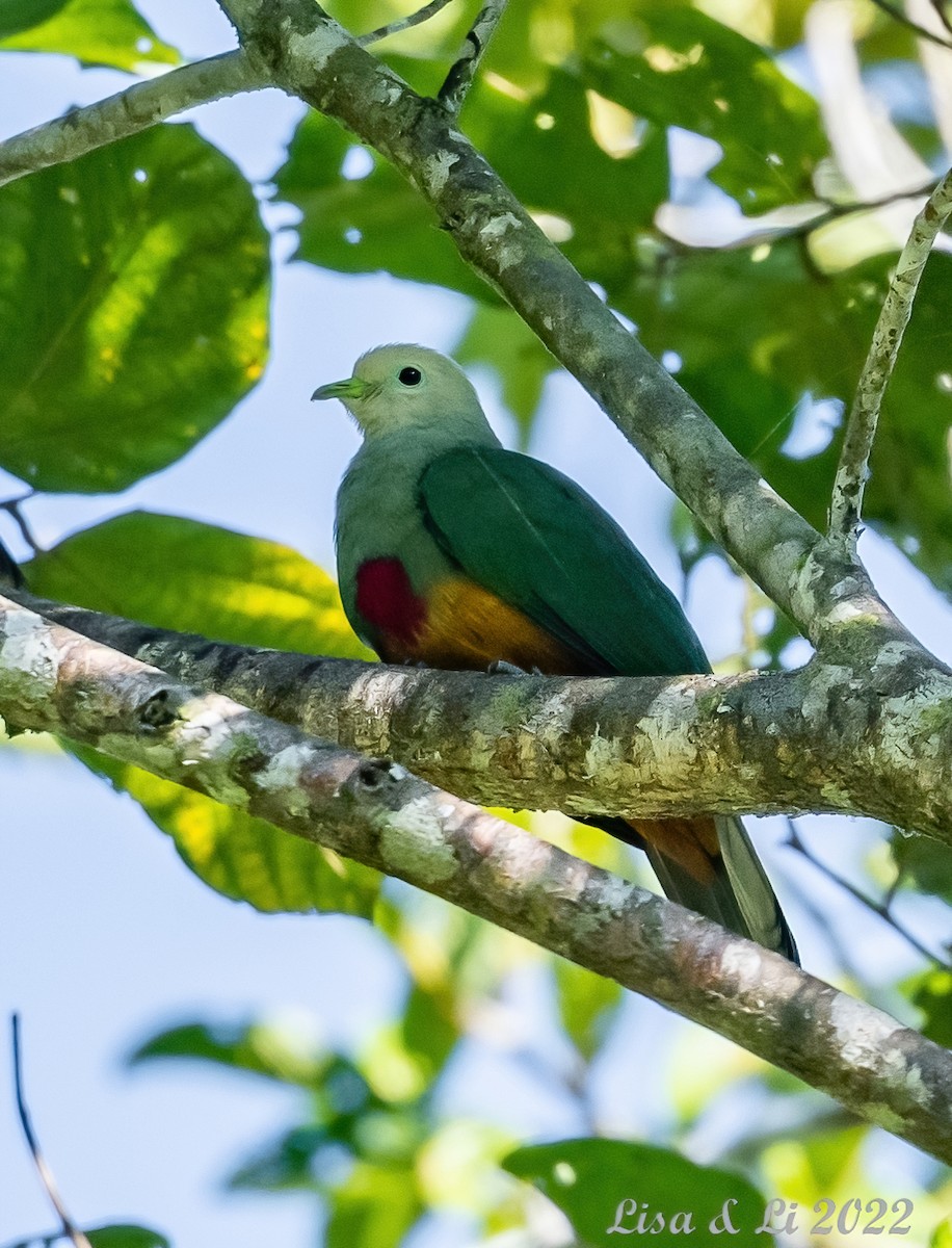 Scarlet-breasted Fruit-Dove - ML473093691