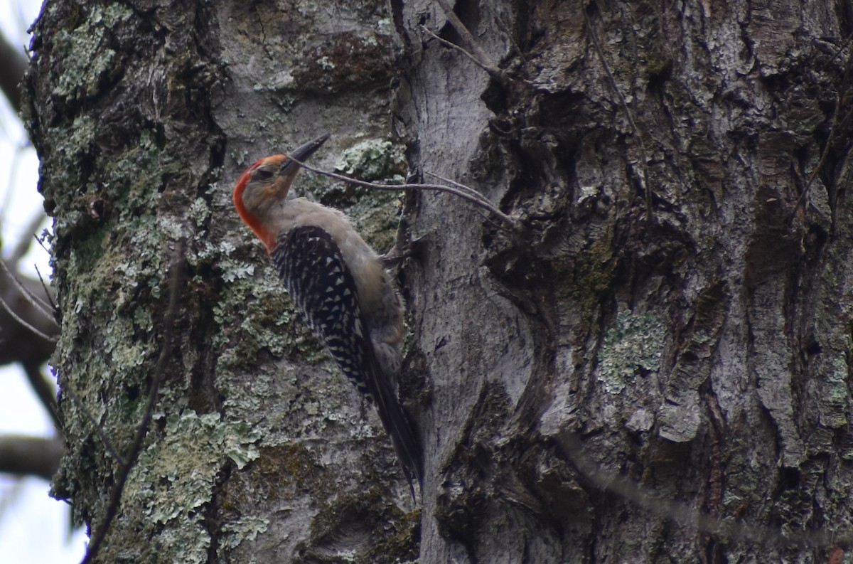 Red-bellied Woodpecker - ML473094561