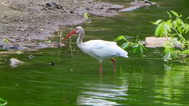 ibis bílý - ML473097651