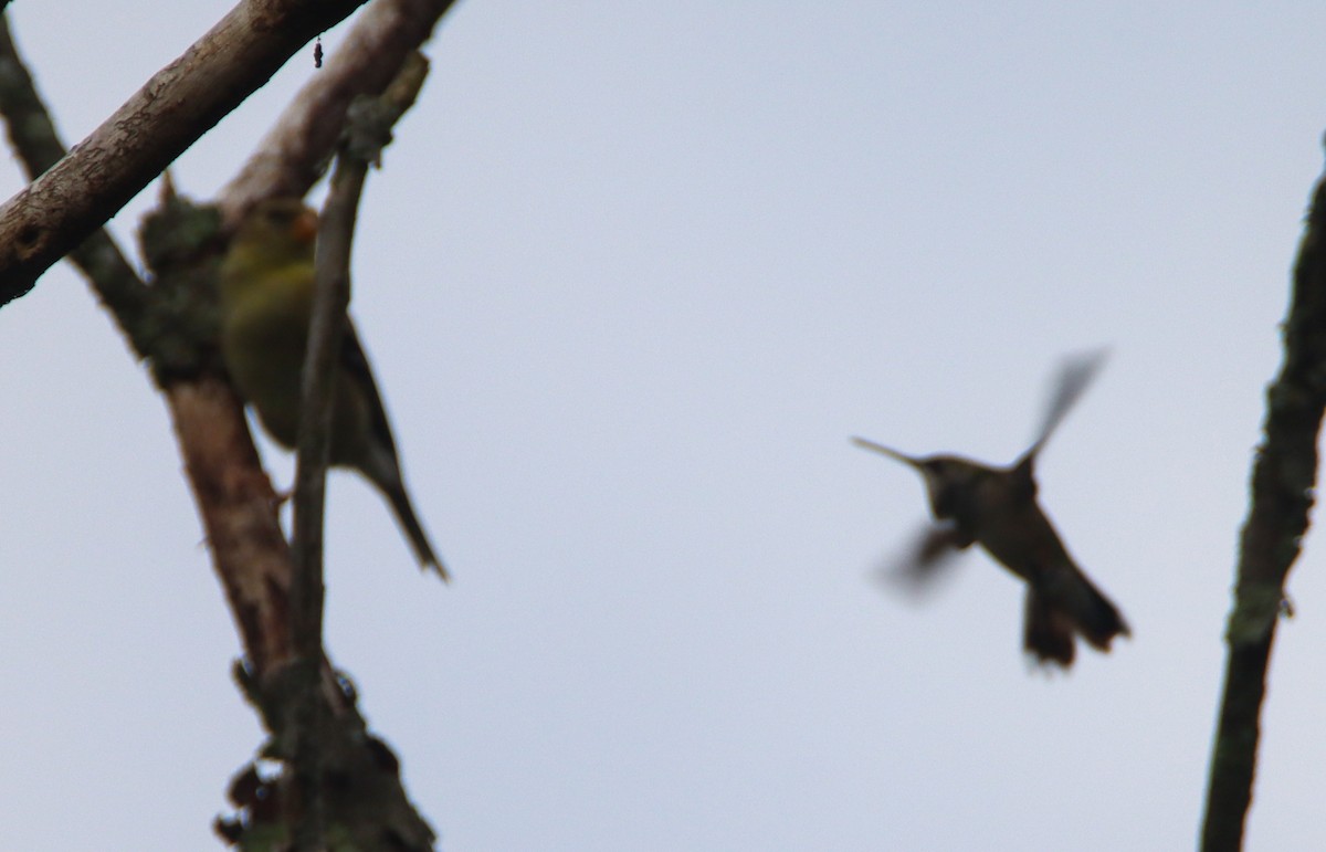Ruby-throated Hummingbird - ML473098841
