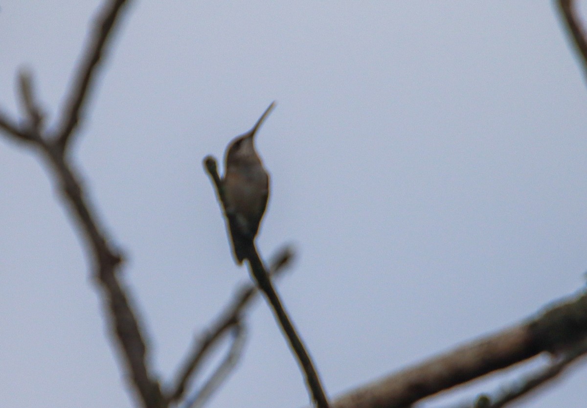 Ruby-throated Hummingbird - ML473098871