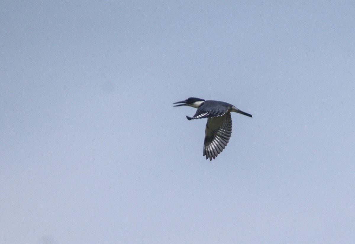 Belted Kingfisher - ML473099681