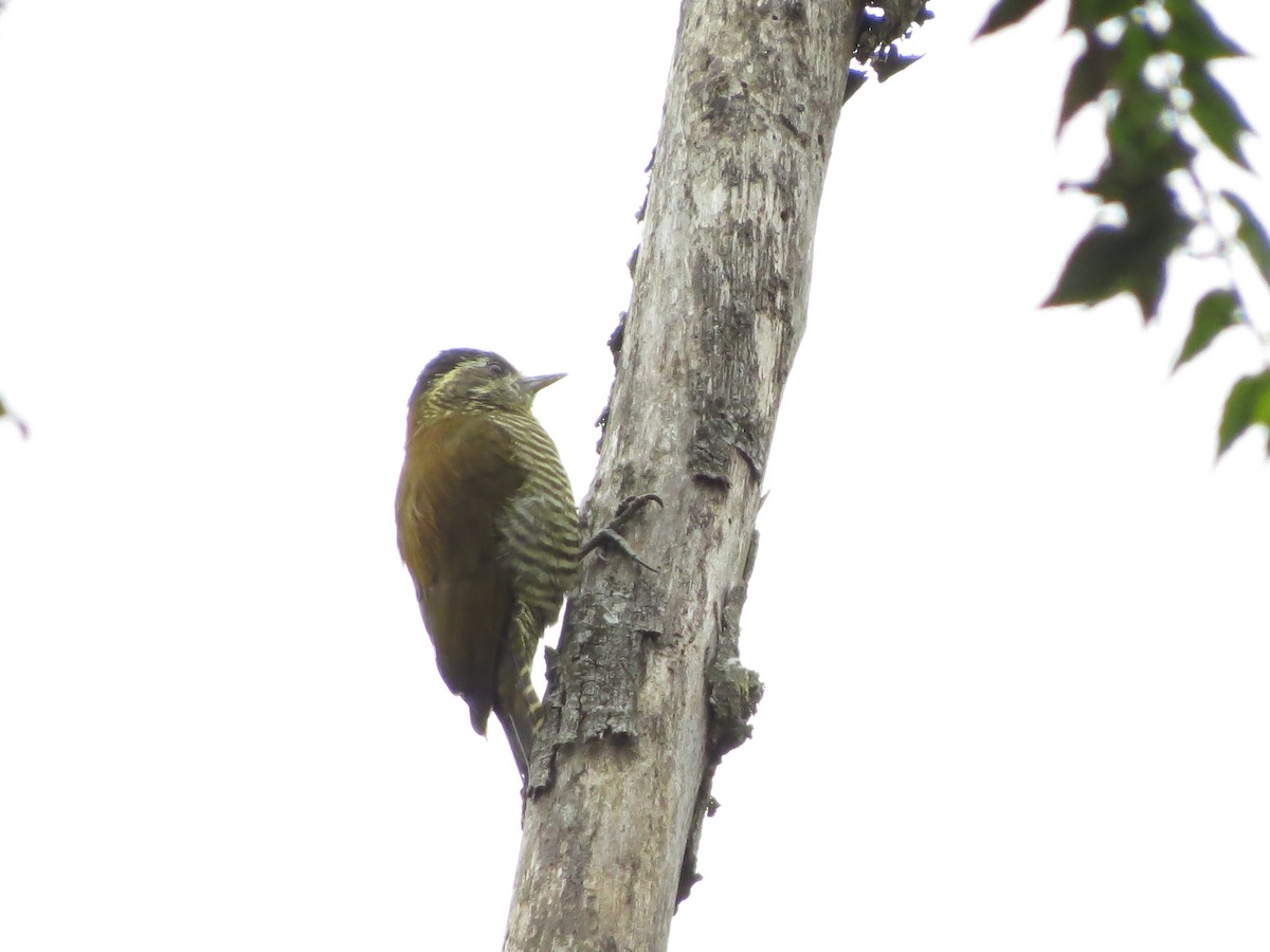 Bar-bellied Woodpecker - Johnnier Arango 🇨🇴 theandeanbirder.com