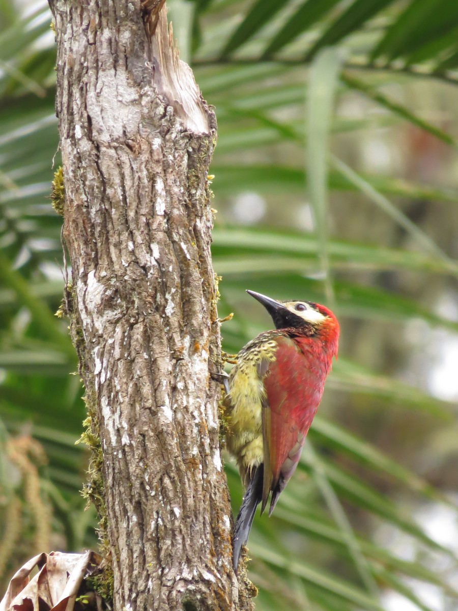 Crimson-mantled Woodpecker - Johnnier Arango 🇨🇴 theandeanbirder.com