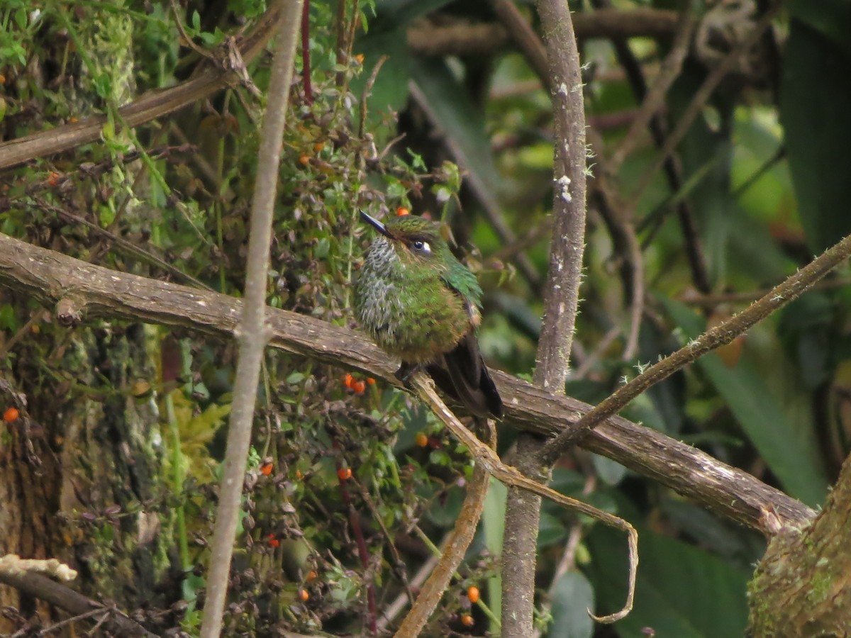 kolibřík ostrozobý - ML473101241