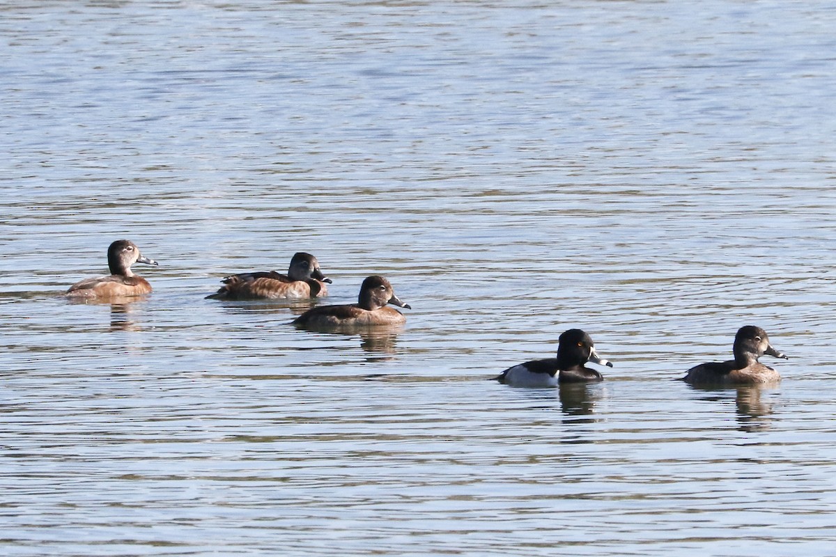 Ring-necked Duck - Trina Anderson