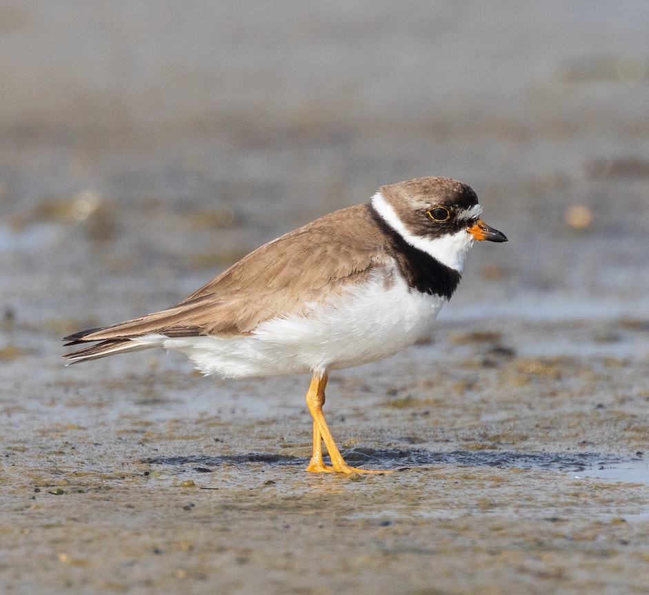 Semipalmated Plover - ML473106591