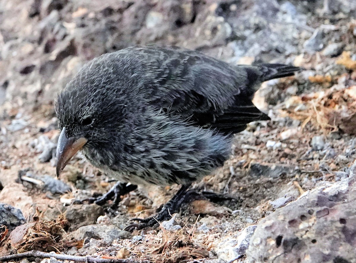 ML473106701 - Common Cactus-Finch - Macaulay Library