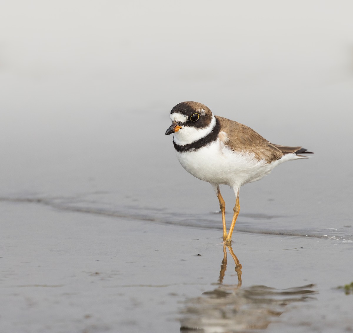 Semipalmated Plover - ML473106741