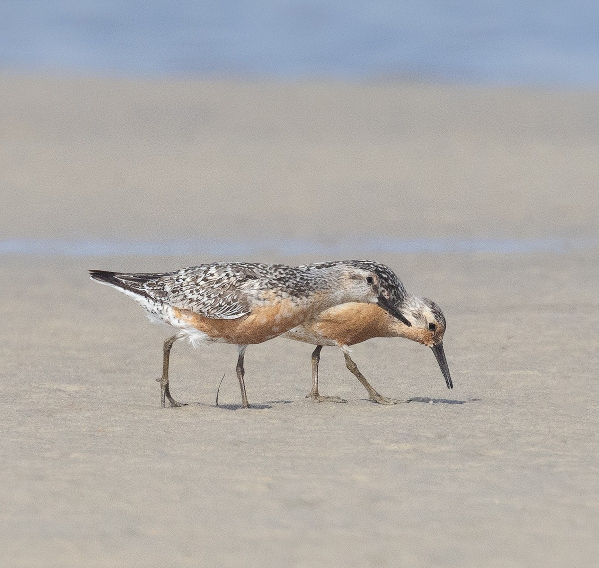 Red Knot - ML473106831