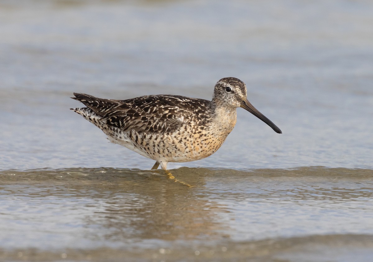 Short-billed Dowitcher - Amy Roberts