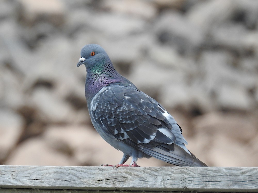 Rock Pigeon (Feral Pigeon) - Gillian Mastromatteo