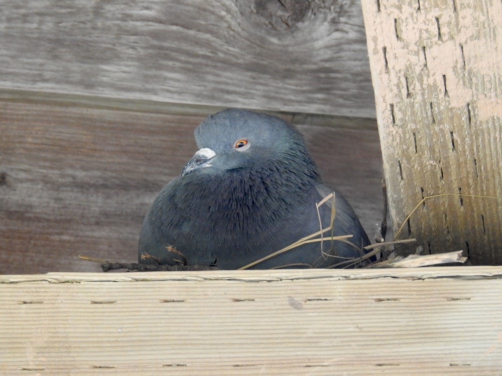 Rock Pigeon (Feral Pigeon) - ML473107501
