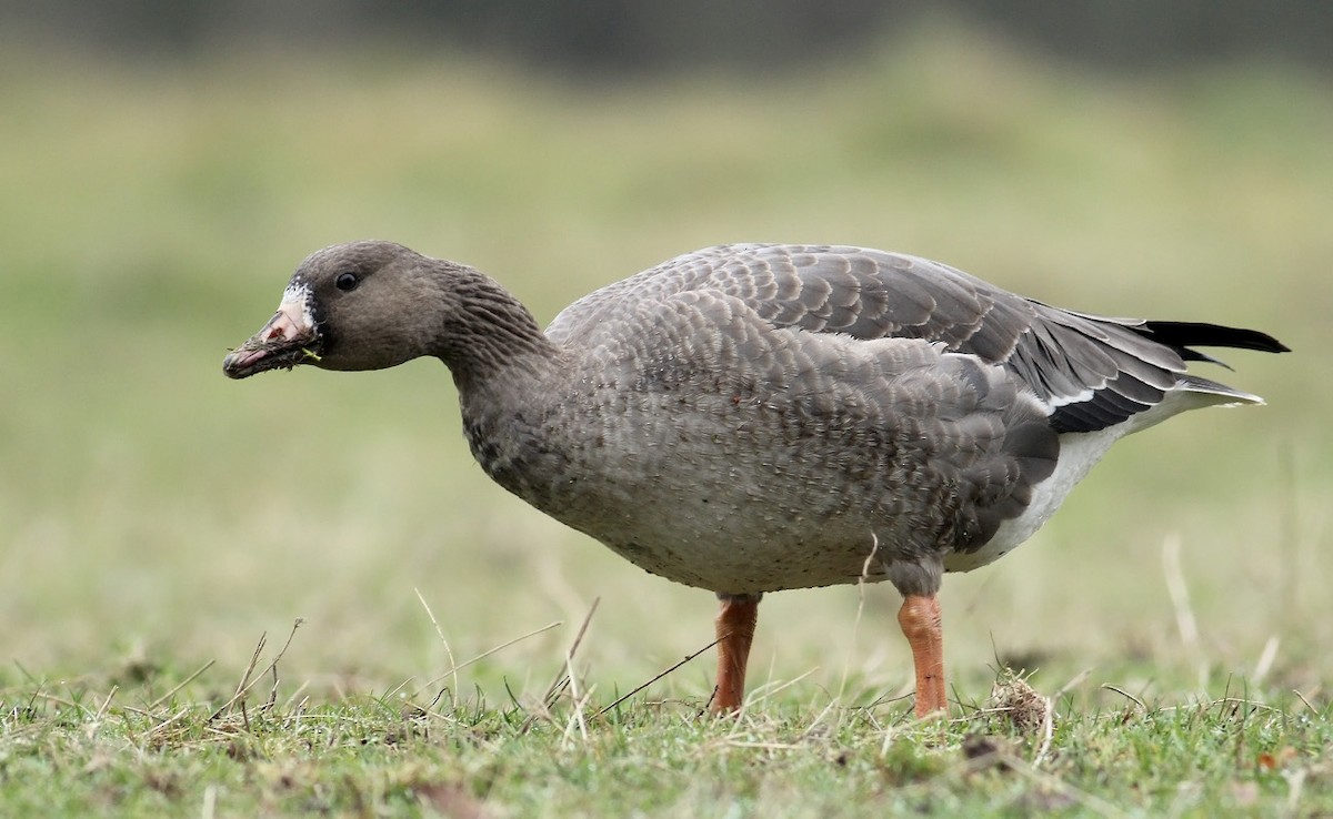 Greater White-fronted Goose (Eurasian) - Adrien Mauss