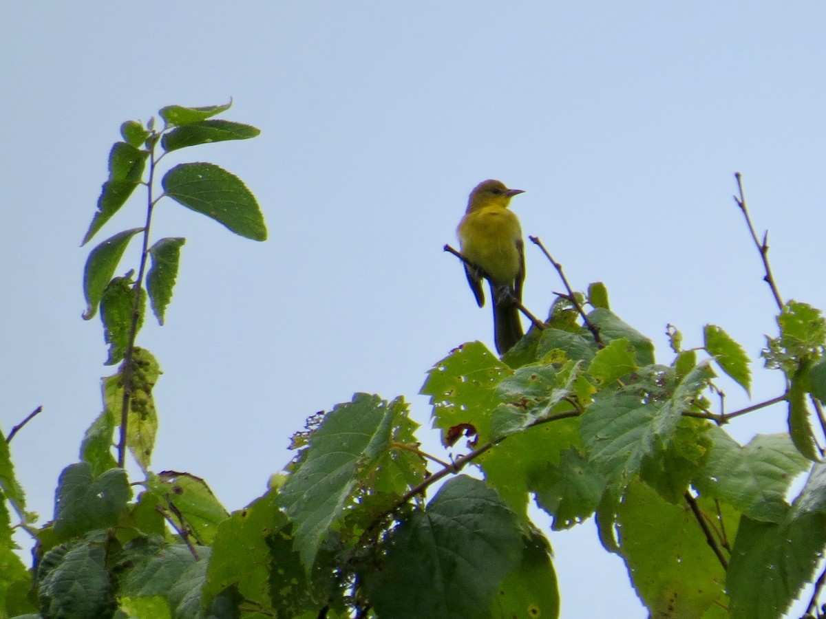 Orchard Oriole - ML473111451