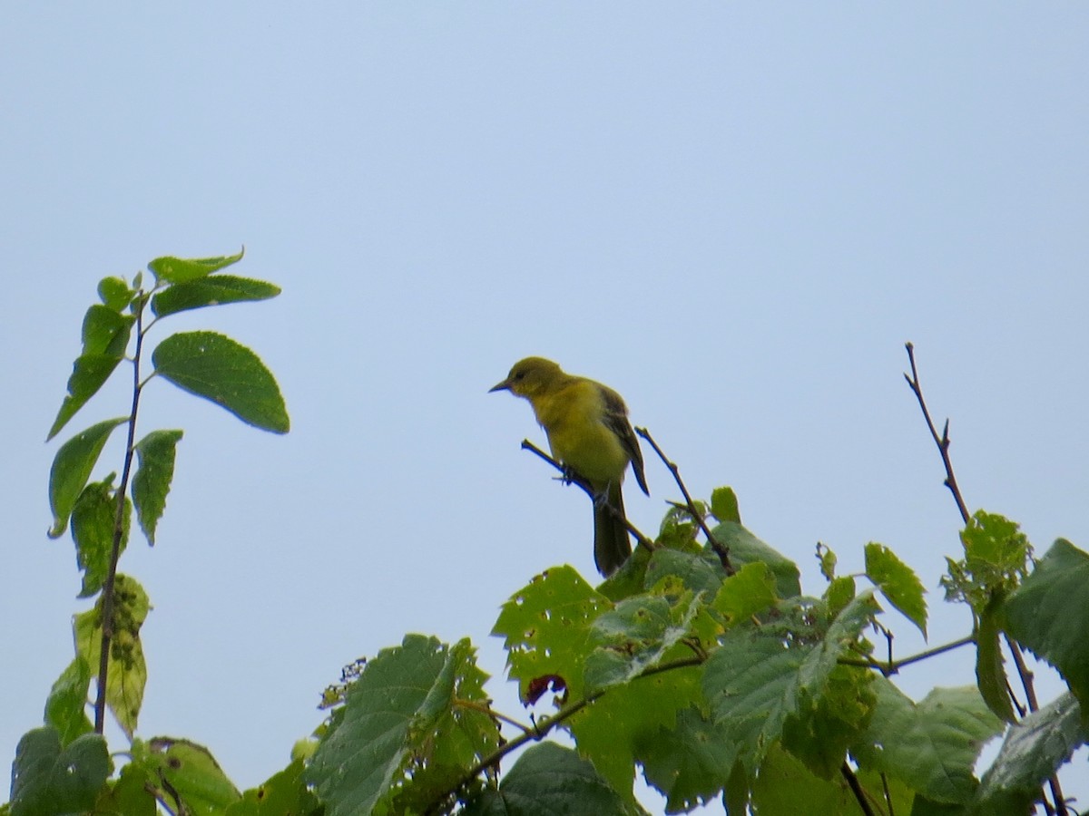 Orchard Oriole - ML473111501