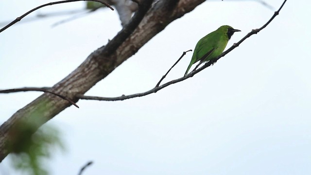 Greater Green Leafbird - ML473115