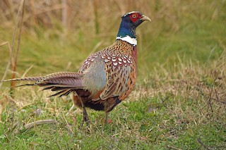 Ring-necked Pheasant
