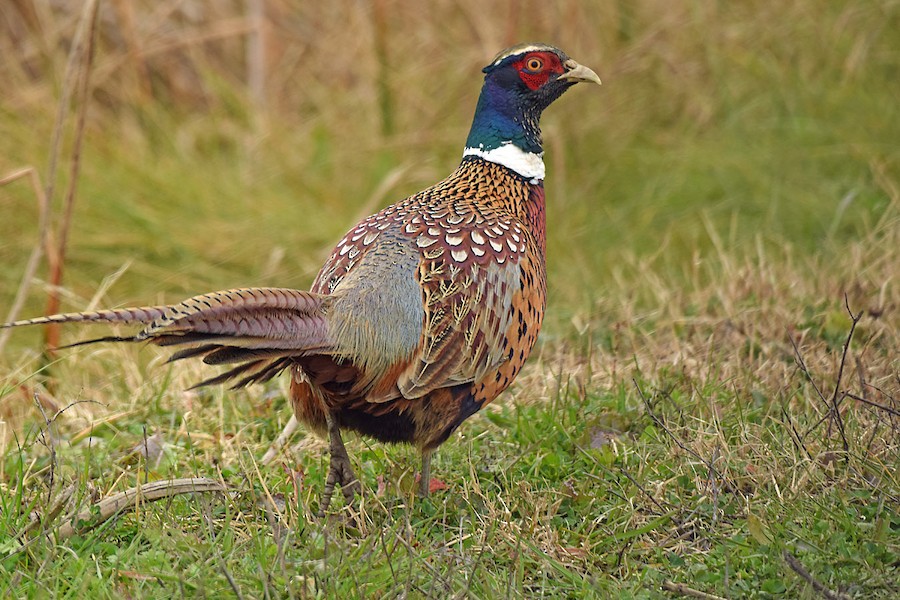 Ring-necked Pheasant
