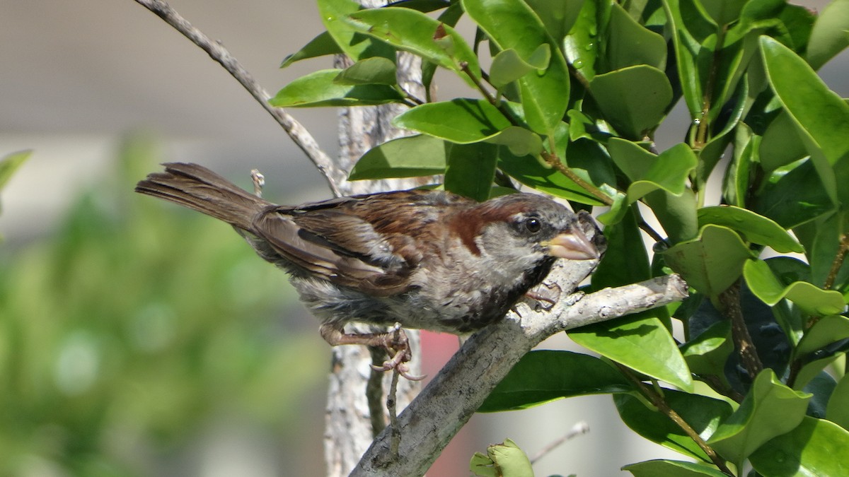 House Sparrow - ML473117471