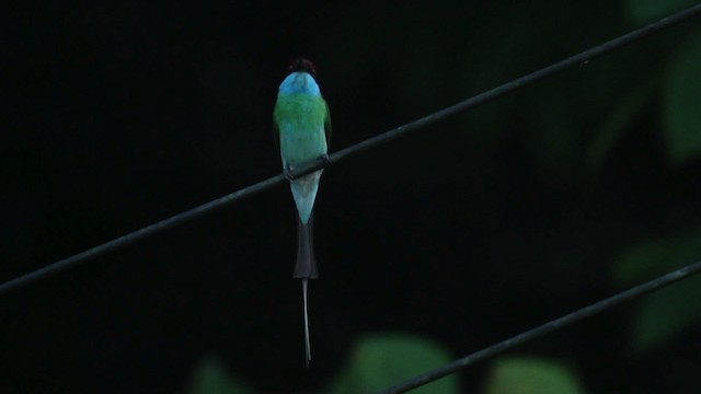 Blue-throated Bee-eater - ML473118