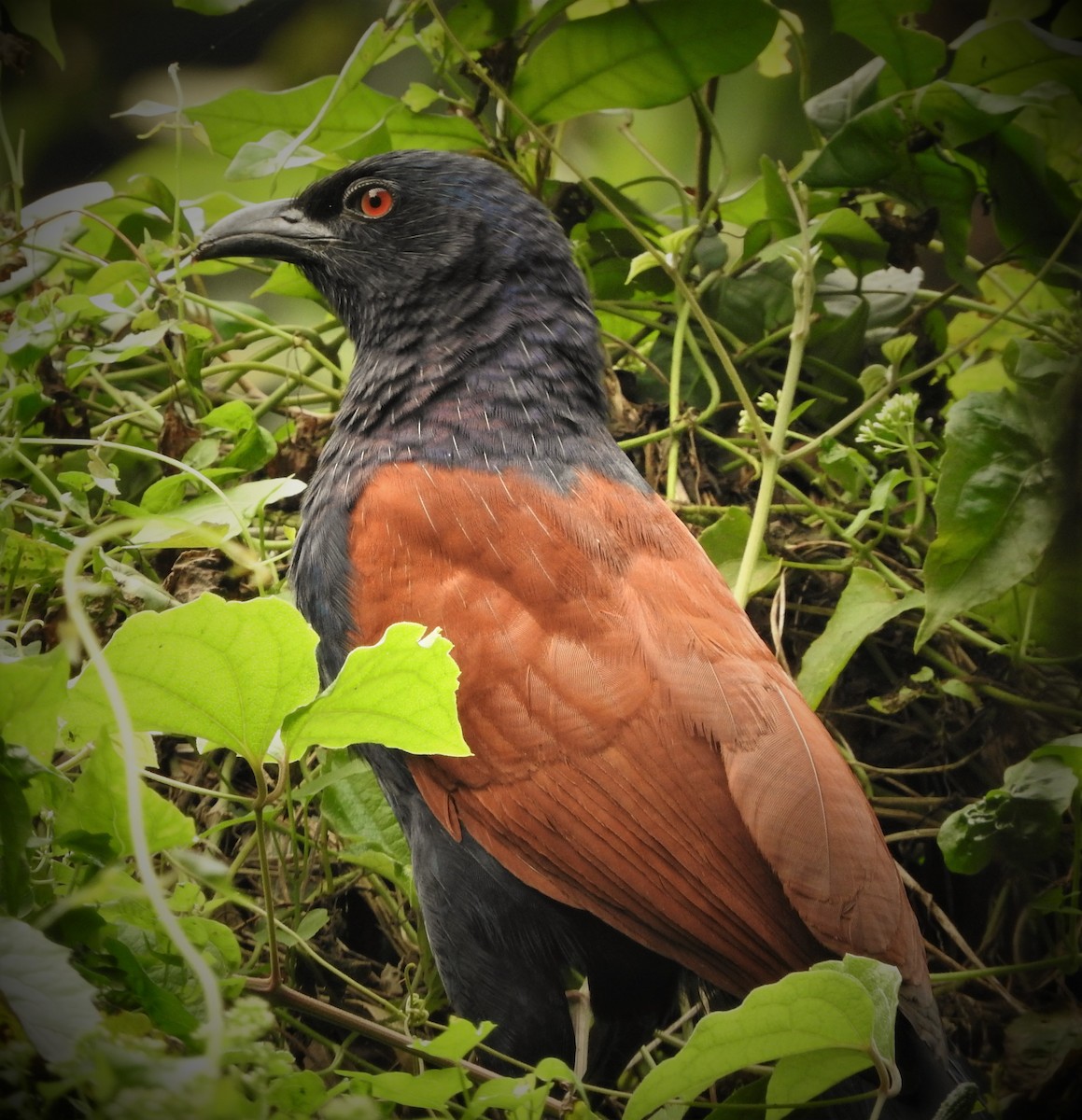 Greater Coucal - ML47311821