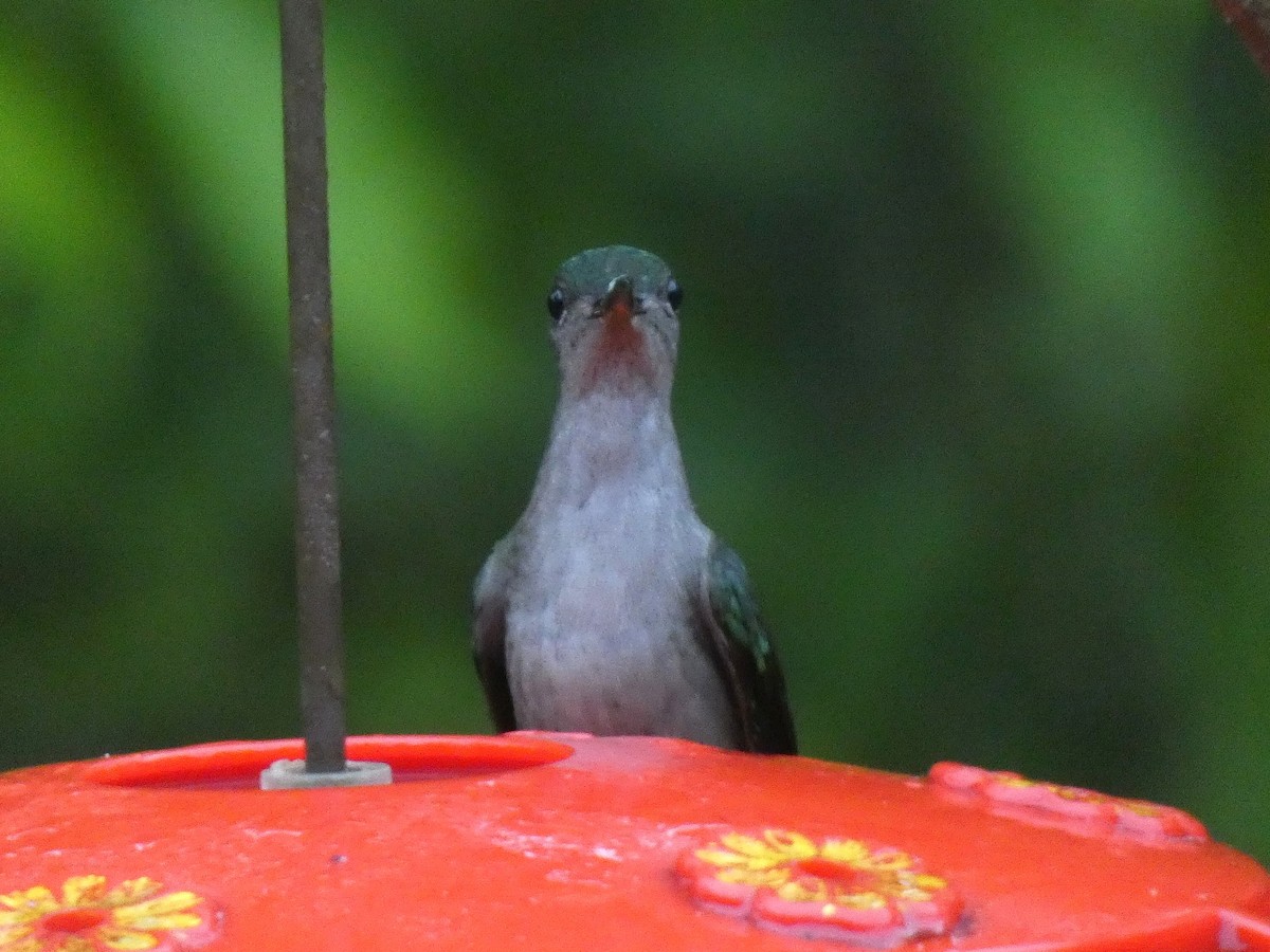 Gray-breasted Sabrewing - ML473121041