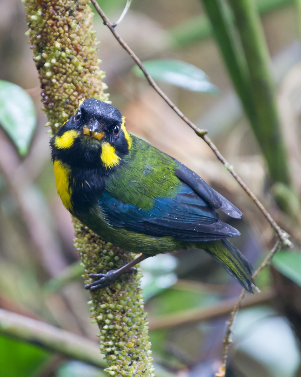 Gold-ringed Tanager - ML473121511