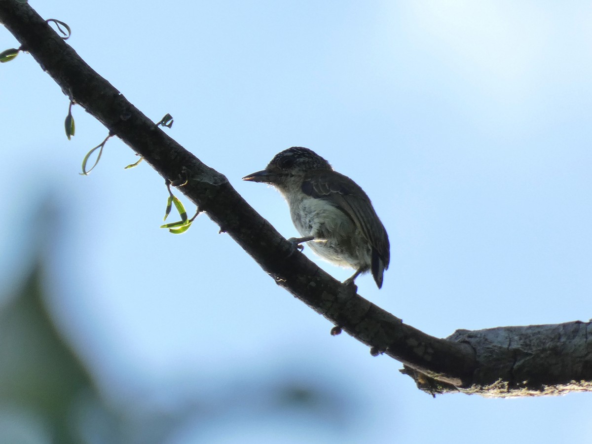 Fine-barred Piculet - ML473123861