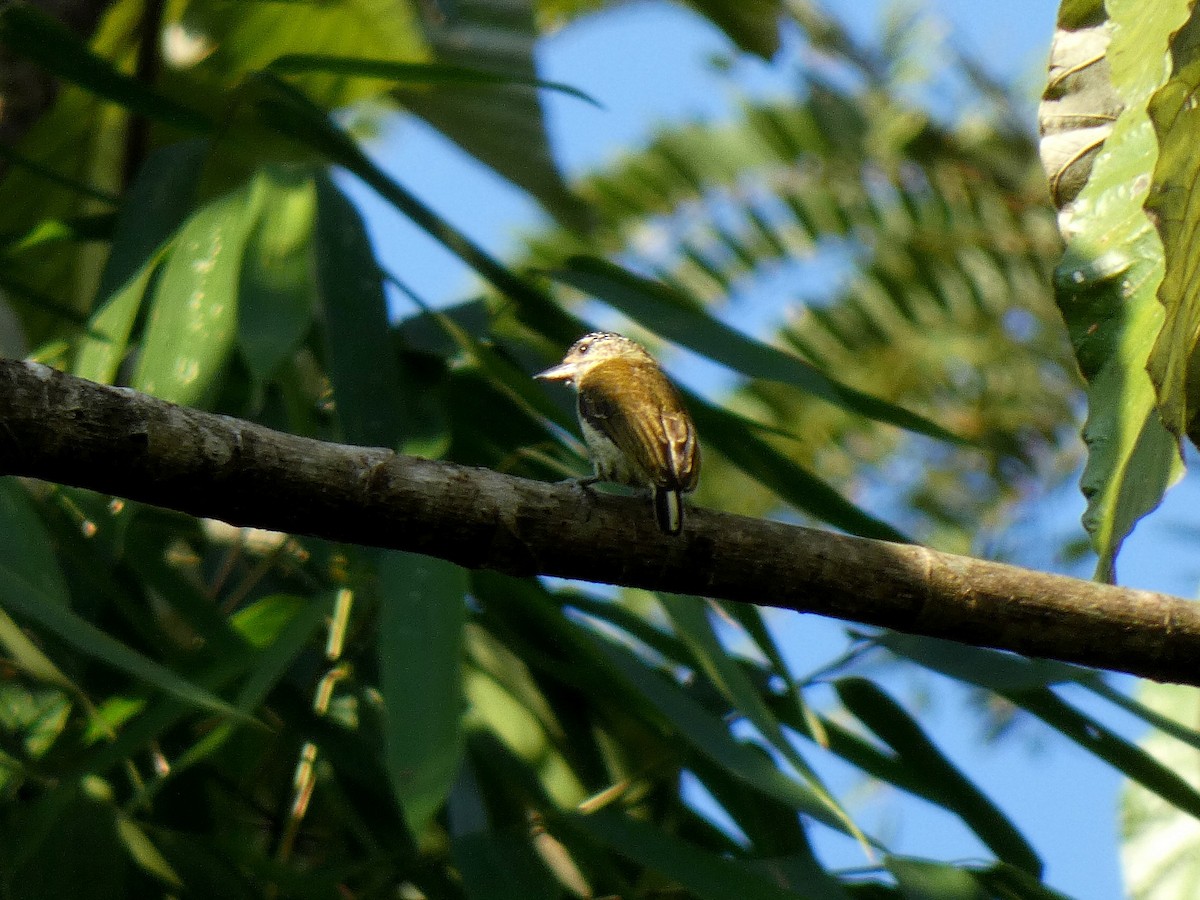 Fine-barred Piculet - ML473123871