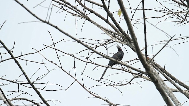 Чёрная птица-носорог - ML473127