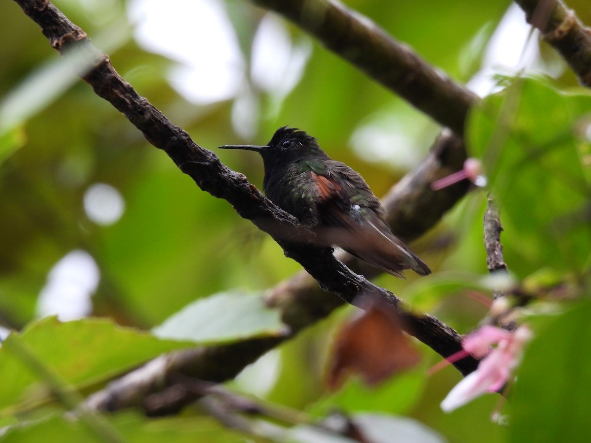 Black-bellied Hummingbird - ML473131131