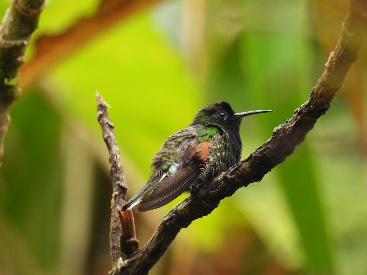 Black-bellied Hummingbird - ML473131171