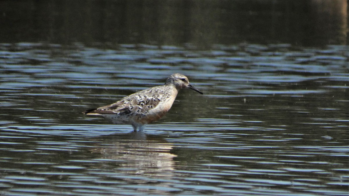 Red Knot - ML473131911