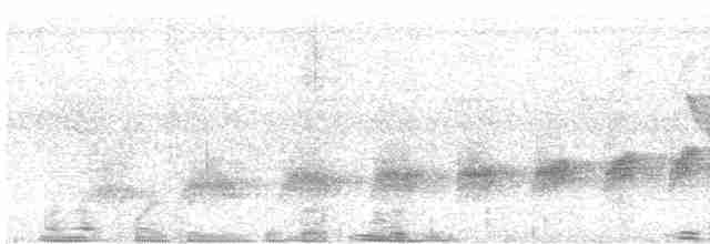 Bauchflecken-Ameisenvogel - ML473132121