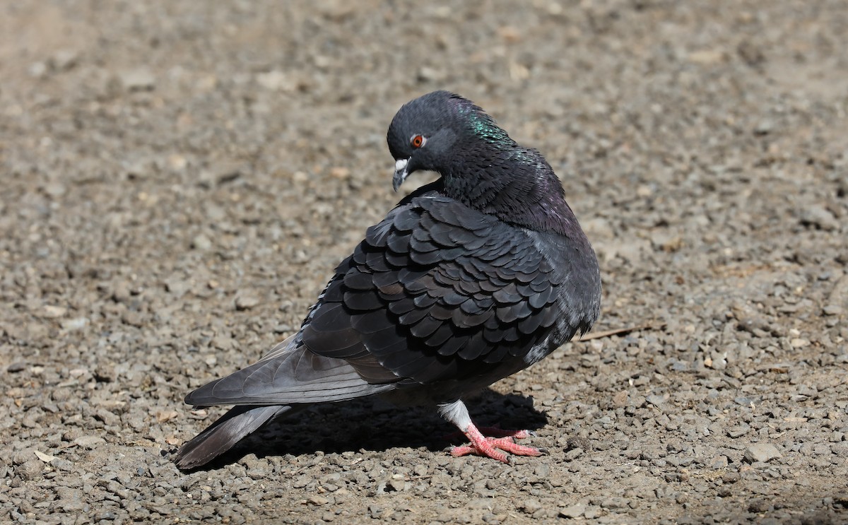 Pigeon biset (forme domestique) - ML473134881