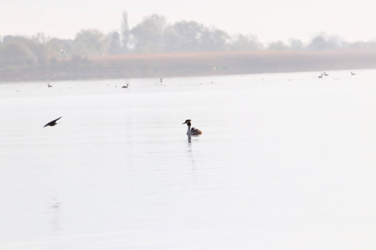 Great Crested Grebe - ML473136241