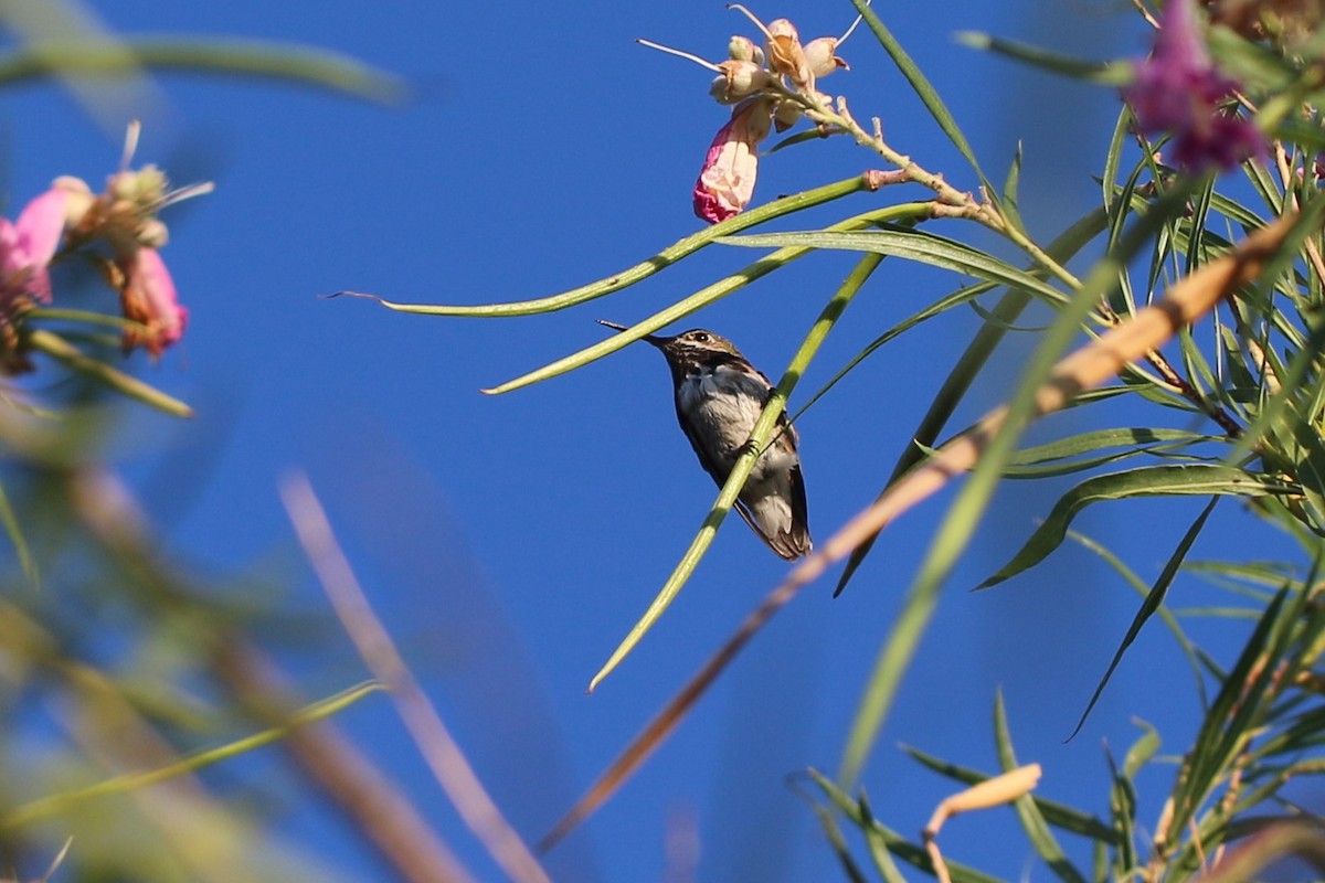 Calliope Hummingbird - ML473141761