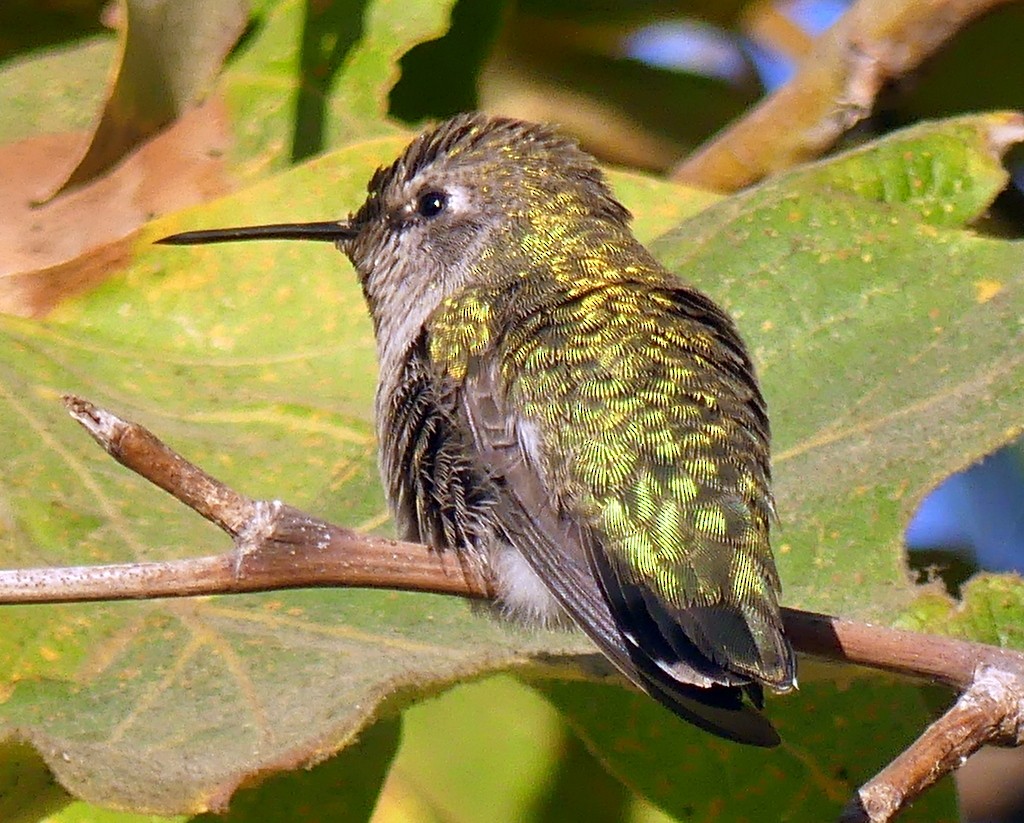 Anna's Hummingbird - ML473143991