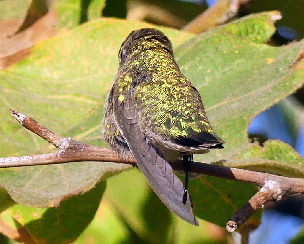 Anna's Hummingbird - ML473144001