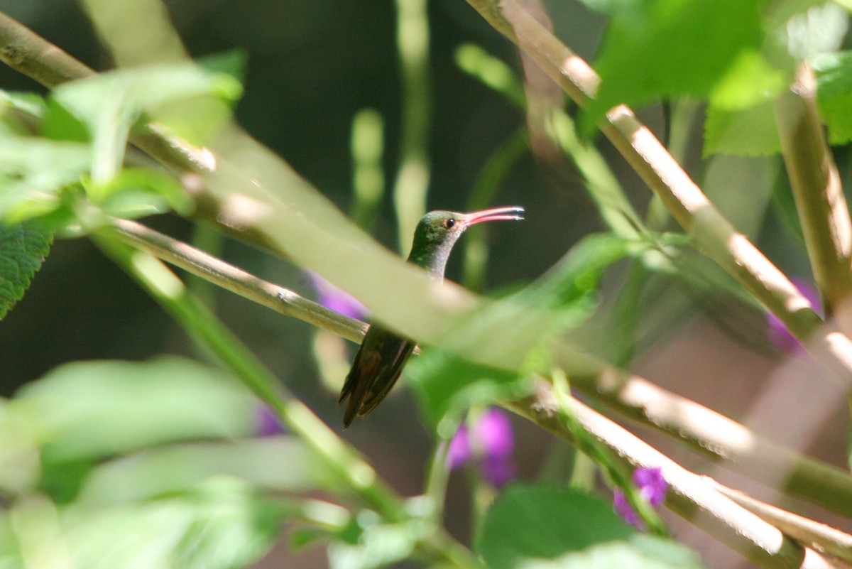 Rufous-tailed Hummingbird - Plamen Peychev