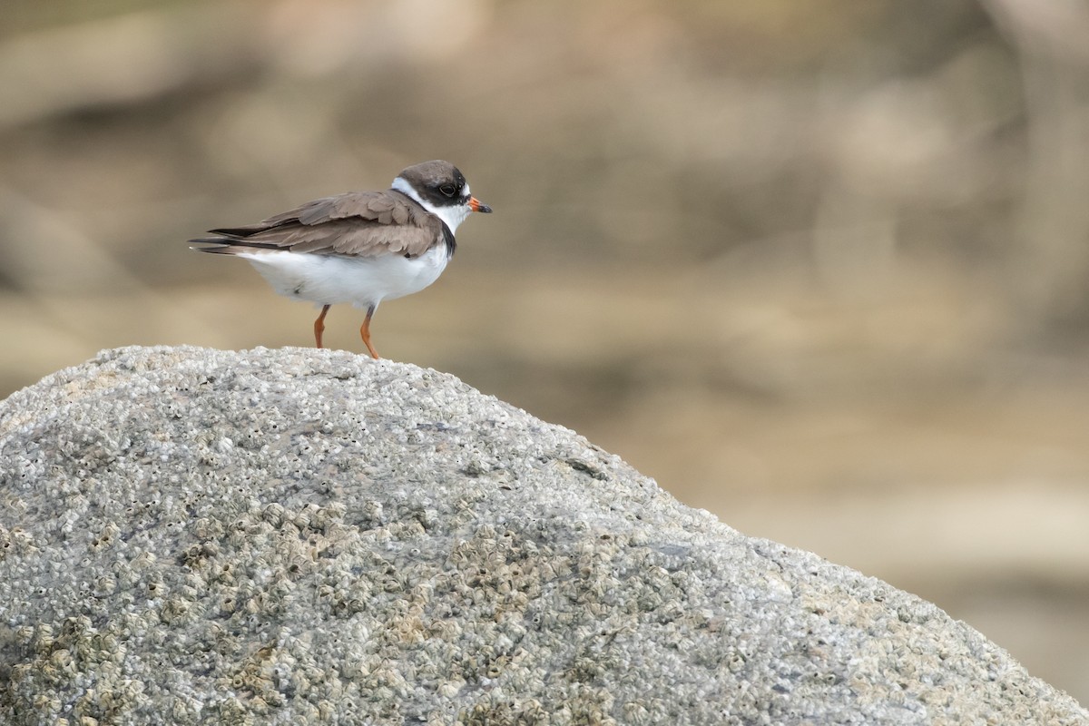 Semipalmated Plover - ML473150881