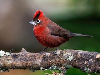  - Red-crested Finch