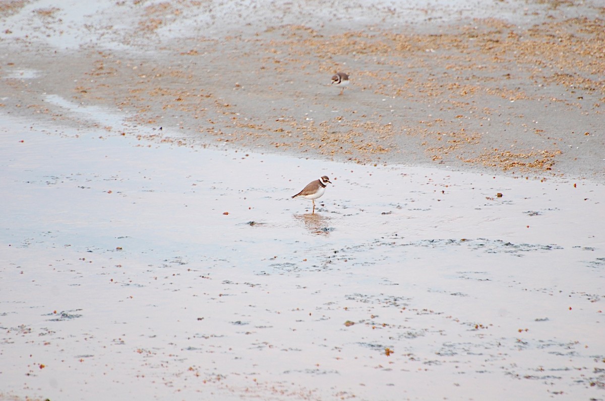 Semipalmated Plover - Marc St. Onge